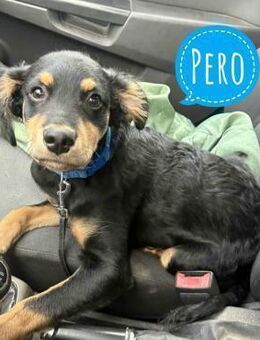 Pero ein kleiner fröhlicher - Flörsheim-Dalsheim