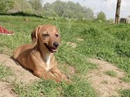 Hundemädchen Aila - Tholey