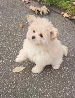 Pomapoo Welpen – abzugeben 1 Rüden. - Wiesbaden Delkenheim