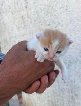 Rot weißes Katzenbaby - Hohenmölsen