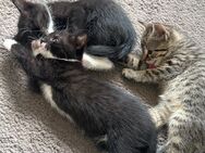 Katzen Kitten ab 4.8.2025 abzugeben - Hannover Ahlem-Badenstedt-Davemstedt