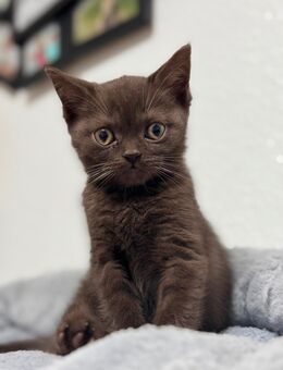 Bkh kitten - Aachen