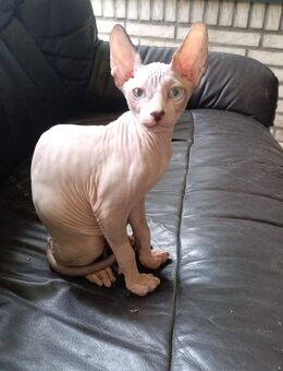 Unsere  Sphynx-Jungs mit Schnurrbart suchen neue, liebevolle Familien. - Kleve Zentrum