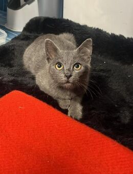 Kjelli aus dem Tierschutz - Grevenbroich