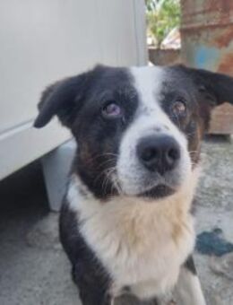 Leon- anhänglicher und treuer Begleiter - Eixen