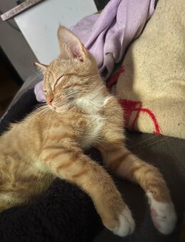 3 Monate altes Kitten abzugeben - Düsseldorf Zentrum