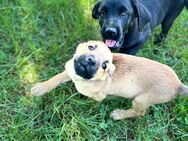 Boxer-Australian Shepherd-Mix-Welpen suchen neues Zuhause - Reichenow-Möglin