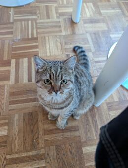 Kater Britisch Kurzhaar - Hannover Ahlem-Badenstedt-Davemstedt