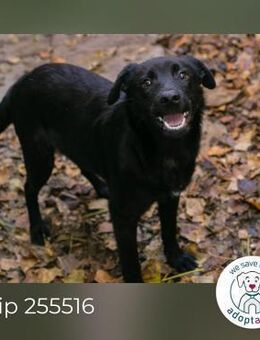 Chip 255516: Hundekind sucht ein Zuhause - Kirchzell