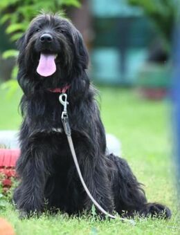 FREYA - in 46514 Schermbeck - Linden (Hessen)