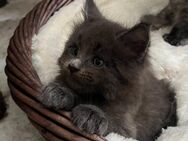 XXXL- reinrassige Maine Coon Babys erster Wurf, gesund und munter! Beide Eltern besitzen Stammbaum. - Bielefeld Zentrum