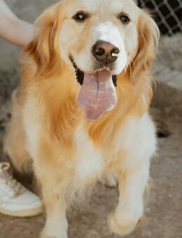 Goldiger Cuba - Stuttgart