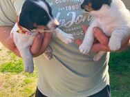 Jack Russel Terrier Welpen abzugeben - Uthlede
