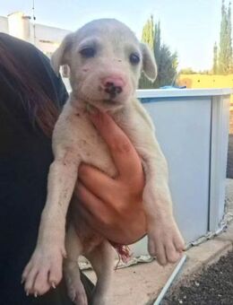 Pollux sucht ein liebevolles Zuhause - Laatzen
