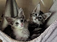 Maine Coon Babys mit Stammbaum - Oldenburg