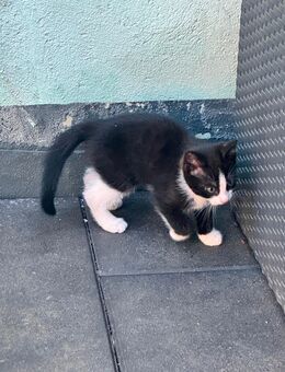 1 kleiner Kater abzugeben - Kritzow