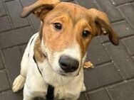 ❤️ Roxy ❤️ - AUF PS IN DEUTSCHLAND - Alfeld (Leine)