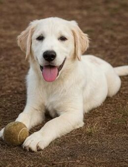 hübsche Maus sucht ihre Menschen 😍 - Winsen (Aller)