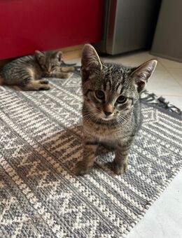 Max und Moritz suchen gemeinsam ein liebevolles neues Zuhause! - Biberach (Riß)