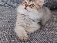 Perser / Maine Coon Mix Katzenbsbys, Babykatzen, cats, Katzen - Berlin Steglitz-Zehlendorf