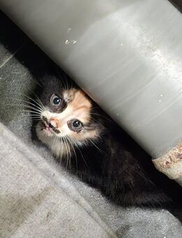 Diese 5 Süßen Kitten suchen ein Zuhause !! - Cuxhaven