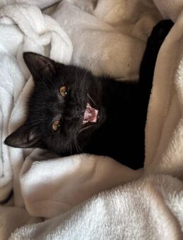 Süßer schwarzer Kater sucht ein liebevolles Zuhause🌸 - Ingolstadt