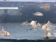 Corydoras Gossei - Sulingen Zentrum