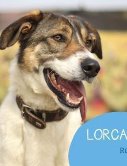 Lorcan sucht erfahrene Menschen - Tarmstedt