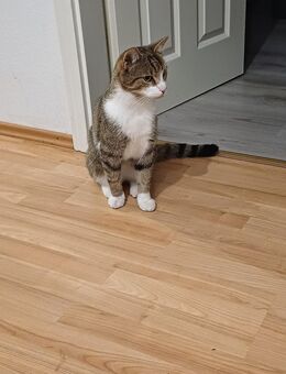 Zwei Kater abzugeben - Winsen (Luhe)
