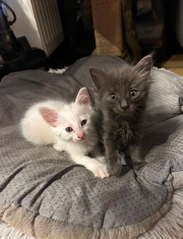 Wunderschöne Türkisch Van Katzenbabys – abzugeben in liebevolle Hände - Köln