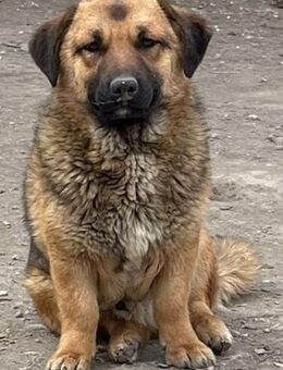 CLUMSY (schüchtern, freundlich, sozial) - Köln