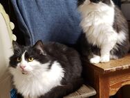 Flauschiges Liebespärchen sucht ein Zuhause - München