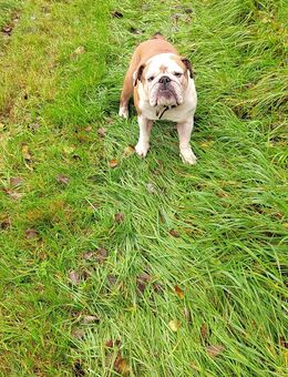 Englische buldoge - Heidelberg