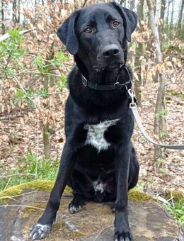 Sudo 63 cm (Pflegestelle) - Alpenrod