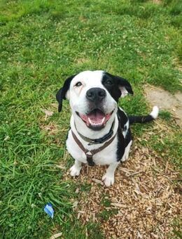Amara sucht geduldiges Zuhause - Gevelsberg