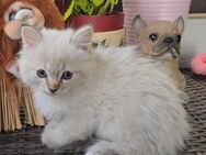 Ragdoll Katzen - Schiffweiler