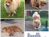 SANDIH -tolle Chow-Chow-Mix Hündin- - Duisburg