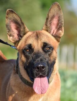 Darek sucht ein Zuhause für immer - Laatzen