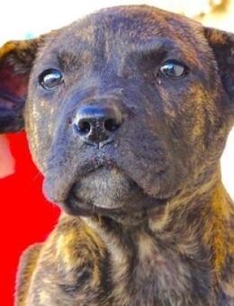 CHIARA zittert in der Tötung - Gefrees