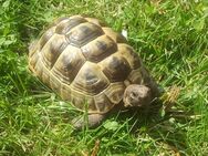 Maurische Landschildkröten - Ludwigshafen (Rhein)