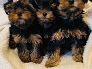 Yorkshire Terrier Welpe (Er) - Itzehoe