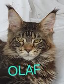 Maine Coon suchen noch ihr "Für immer Zuhause" in 15370