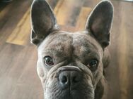 Französische Bulldogge 2 Jahre - Nennslingen