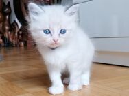 Zwei kleine Kater suchen ein liebevolles Zuhause Kitten Neva Masquarade Sibirische Katze Katzenbaby - Hamburg