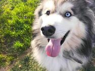 Husky-Mix Arci sucht seine liebe Familie - Hamburg