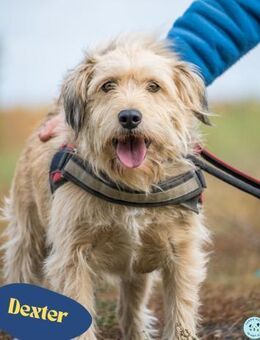 Dexter SI kinderlieb, verschmust - Rheine