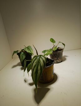 Philodendron Pastazanum Silver x Plowmanii - Rietberg