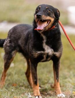 Rio 💗 Herzenshund sucht Familie! - Hamburg