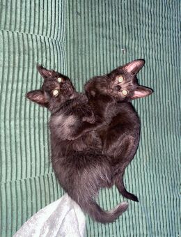 Süße Siam/Hauskatzen-mix Kitten - Salzgitter