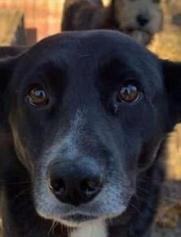 ACHIM-verschmuster,lieber Rüde, 48 cm - Rösrath